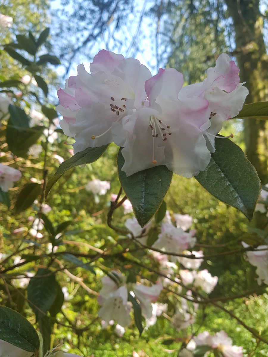 Fragrantissimum